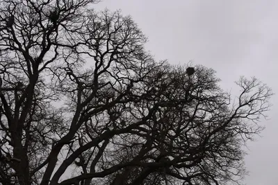 DSC_5866 (Large).JPG